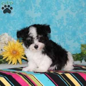 Seagull, Maltipoo Puppy